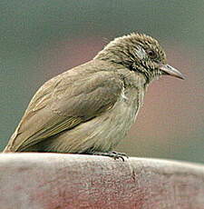 Bulbul de Blanford