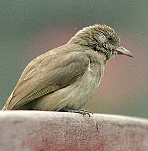 Bulbul de Blanford