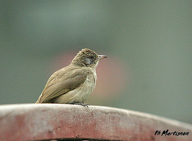 Bulbul de Blanford, identification