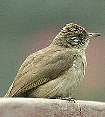 Bulbul de Blanford