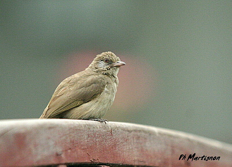 Ayeyarwady Bulbul, identification