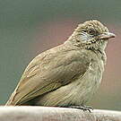 Bulbul de Blanford