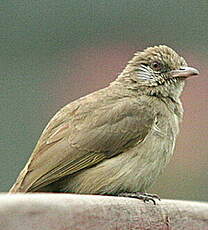 Bulbul de Blanford