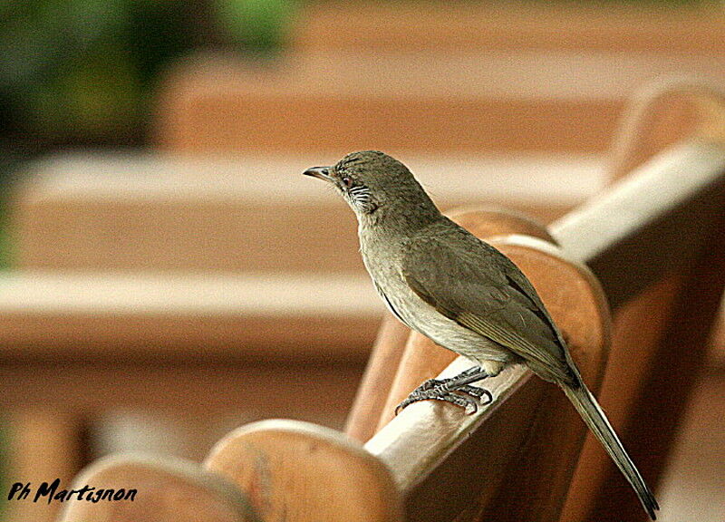 Ayeyarwady Bulbul, identification