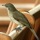 Bulbul de Blanford