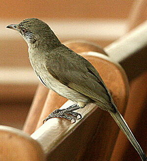 Bulbul de Blanford