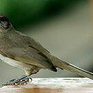 Bulbul de Blanford