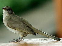 Bulbul de Blanford