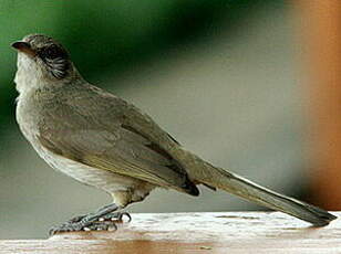 Bulbul de Blanford