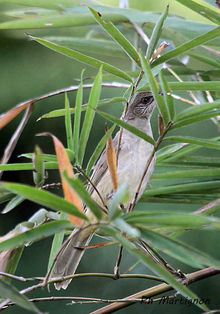 Streak-eared Bulbul, identification