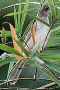 Streak-eared Bulbul