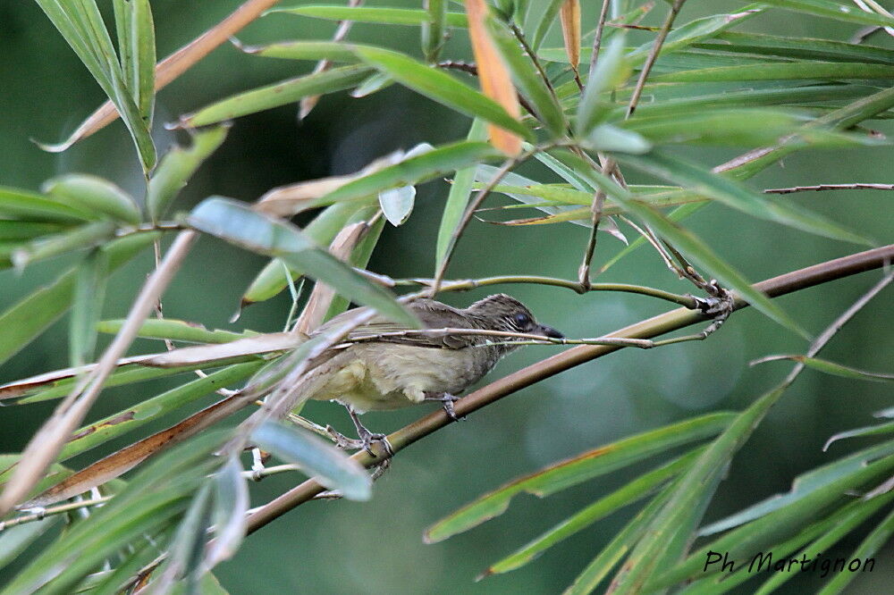 Streak-eared Bulbul, identification