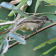 Streak-eared Bulbul