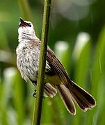 Yellow-vented Bulbul