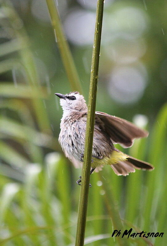 Bulbul goiavier