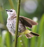 Yellow-vented Bulbul