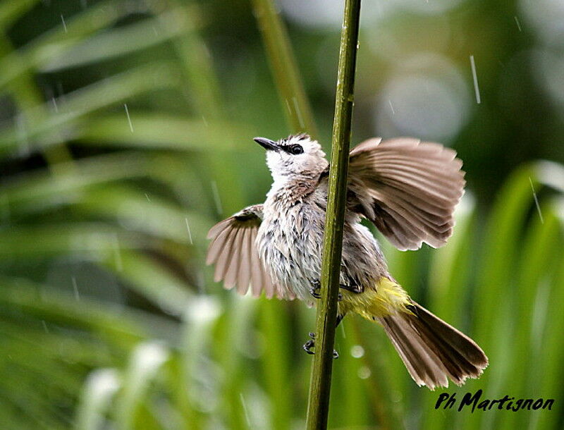 Yellow-vented Bulbul