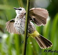 Yellow-vented Bulbul