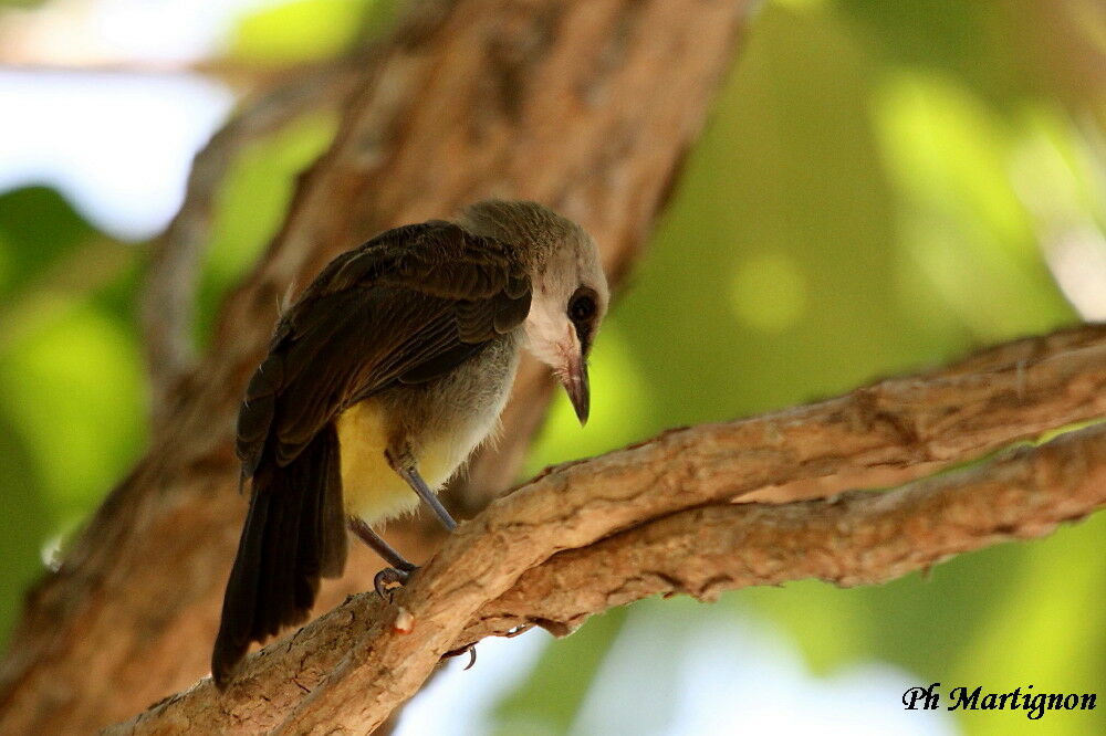 Yellow-vented Bulbul