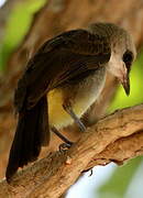 Yellow-vented Bulbul