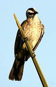 Yellow-vented Bulbul