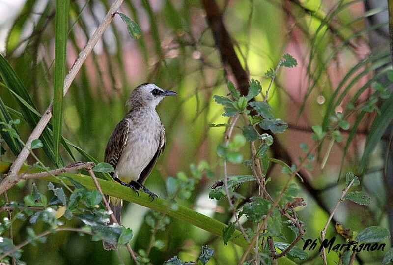 Yellow-vented Bulbul