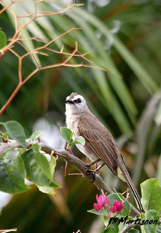 Bulbul goiavier