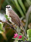 Yellow-vented Bulbul