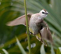 Yellow-vented Bulbul