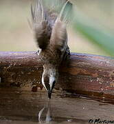 Yellow-vented Bulbul