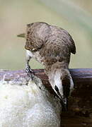 Yellow-vented Bulbul