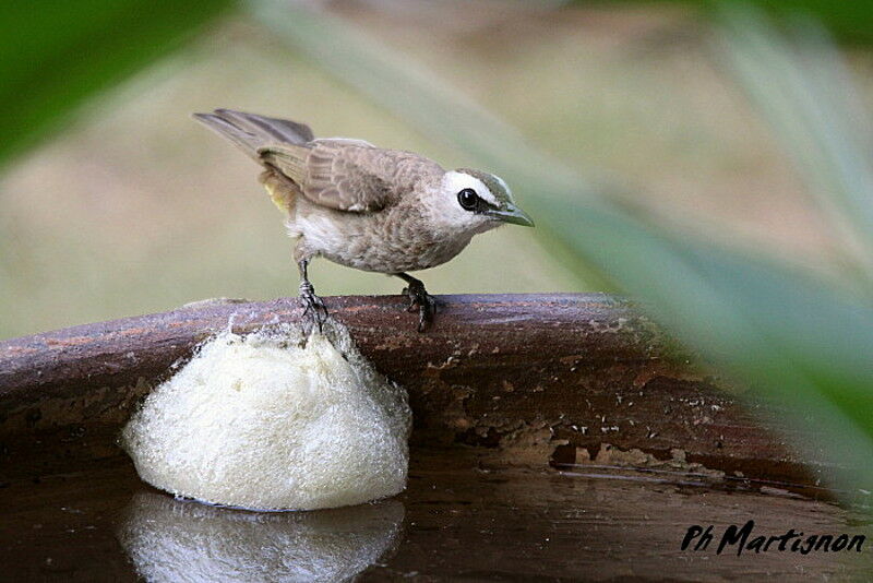 Yellow-vented Bulbul