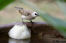 Yellow-vented Bulbul