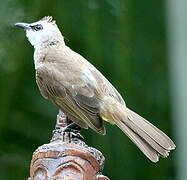 Yellow-vented Bulbul