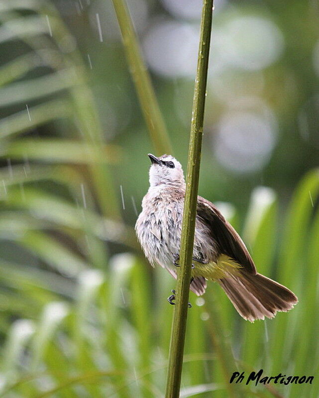 Yellow-vented Bulbul