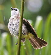 Yellow-vented Bulbul