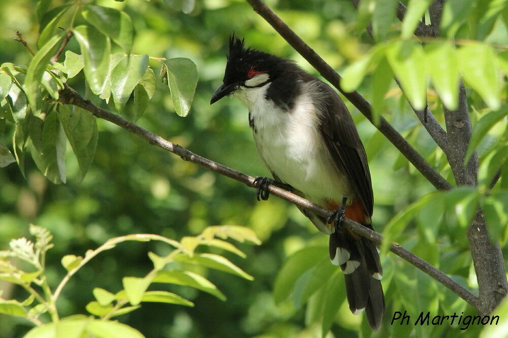 Red-whiskered Bulbul, identification