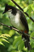 Red-whiskered Bulbul