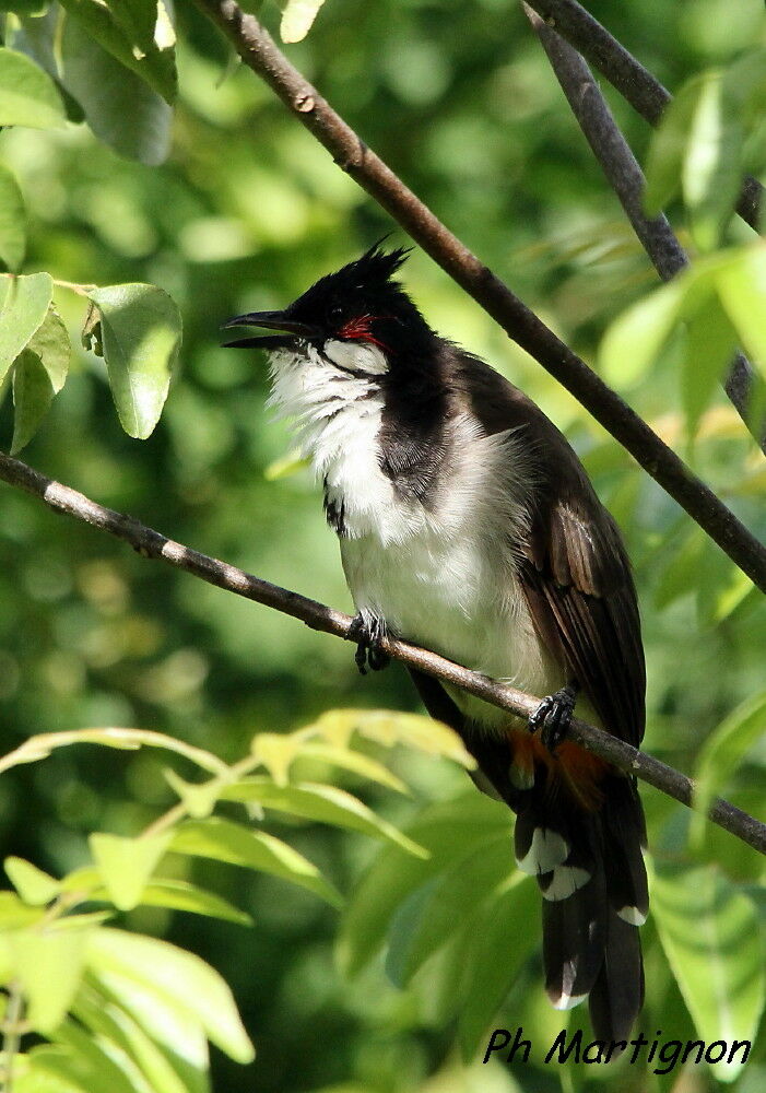 Red-whiskered Bulbul, identification