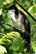 Red-whiskered Bulbul