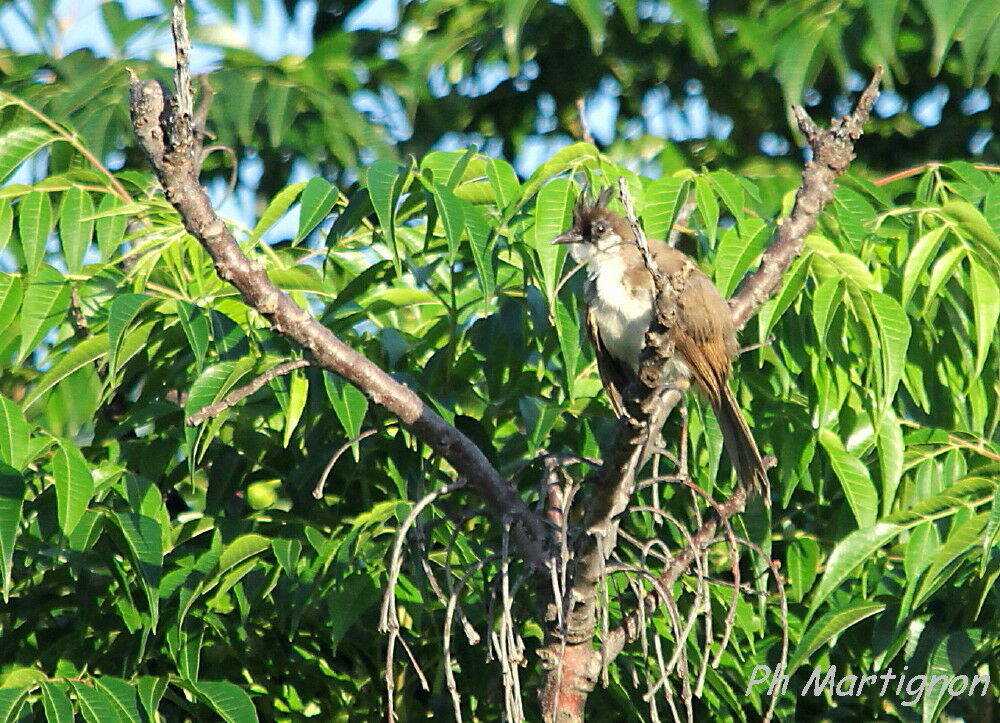 Red-whiskered Bulbul, identification