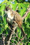 Bulbul orphée