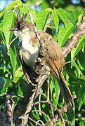 Red-whiskered Bulbul