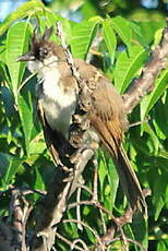 Bulbul orphée