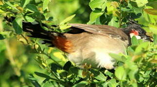 Red-whiskered Bulbul