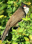 Red-whiskered Bulbul