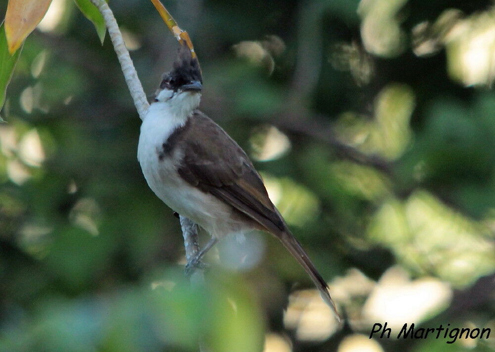 Bulbul orphée, identification