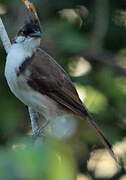 Bulbul orphée