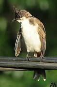 Red-whiskered Bulbul