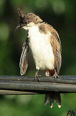 Bulbul orphée